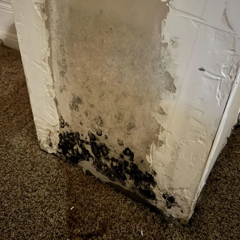 Professional Mold Removal in Columbus, MS